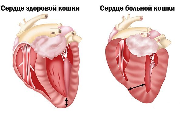 Єгипетська мау: від вуличної кішки до елітної породи