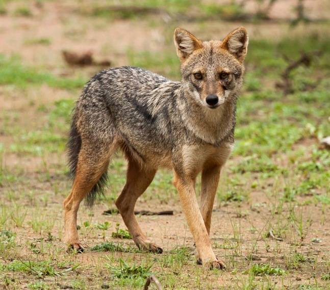 Звичайний шакал (азіатський шакал) фото (лат. Canis aureus)