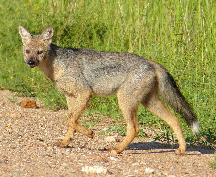 Смугастий шакал фото (лат. Canis adustus)