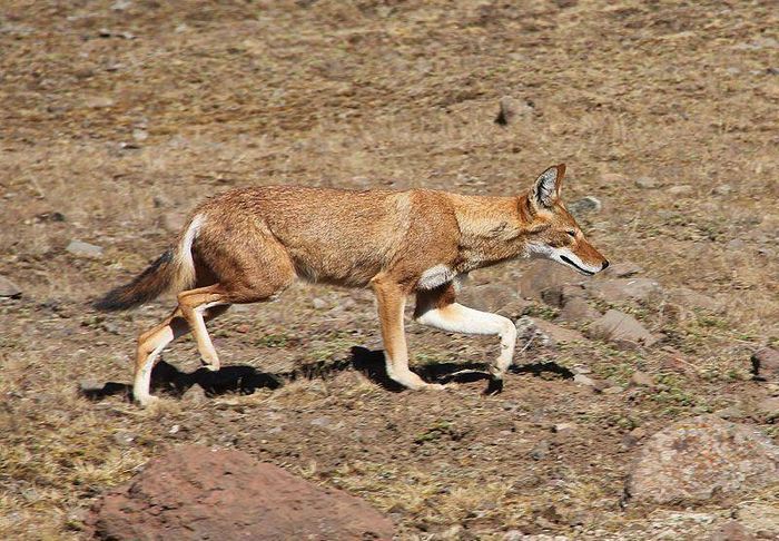 Ефіопський шакал фото (лат. Canis simensis)