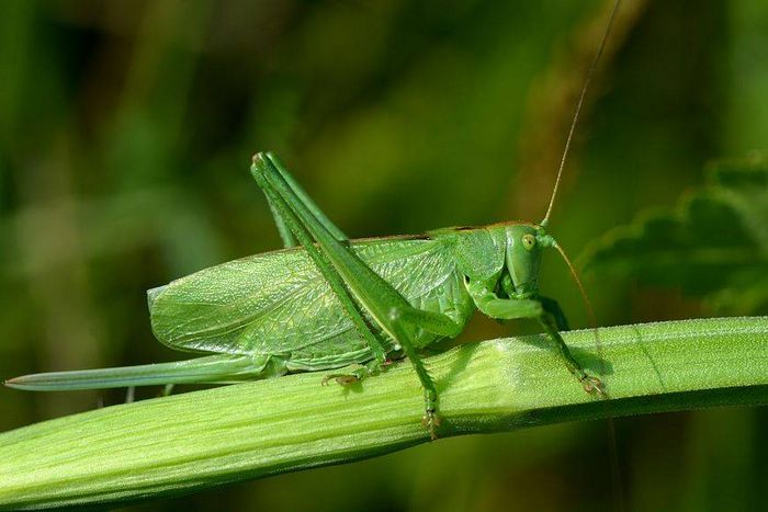 Коник зелений (Tettigonia viridissima)