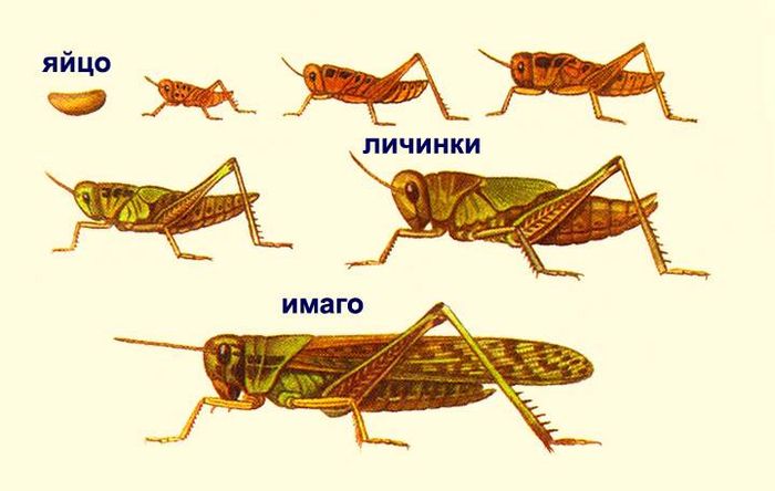 Стадії (цикл) розвитку коника - схема