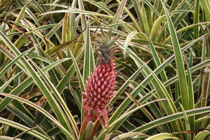 Ананас пріцветніковий фото (лат. Ananas bracteatus)