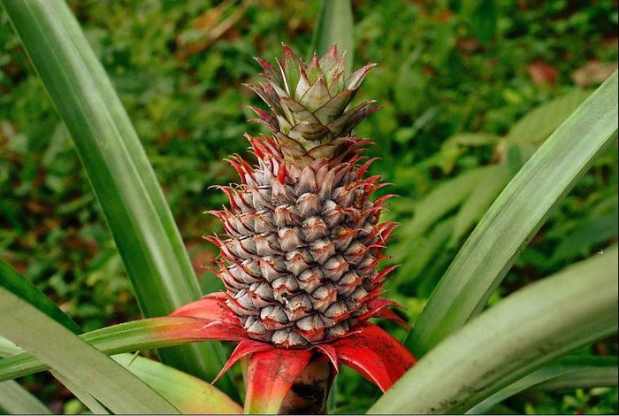 Ананас фото (ананас чубатий, ананас справжній) (лат. Ananas comosus)