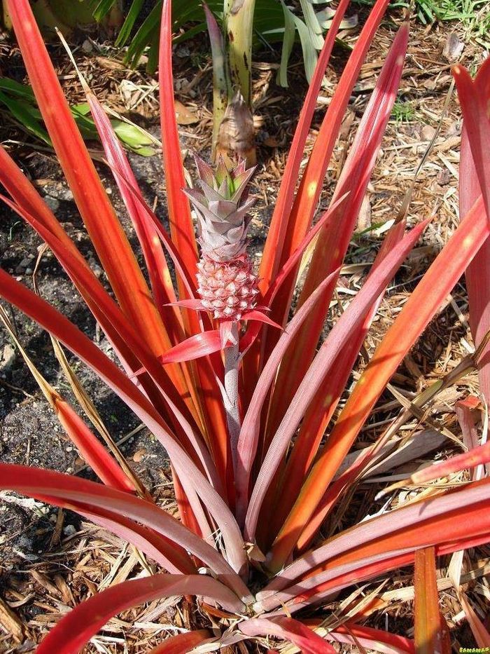 Ананас блискучий (лат. Ananas lucidus) фото