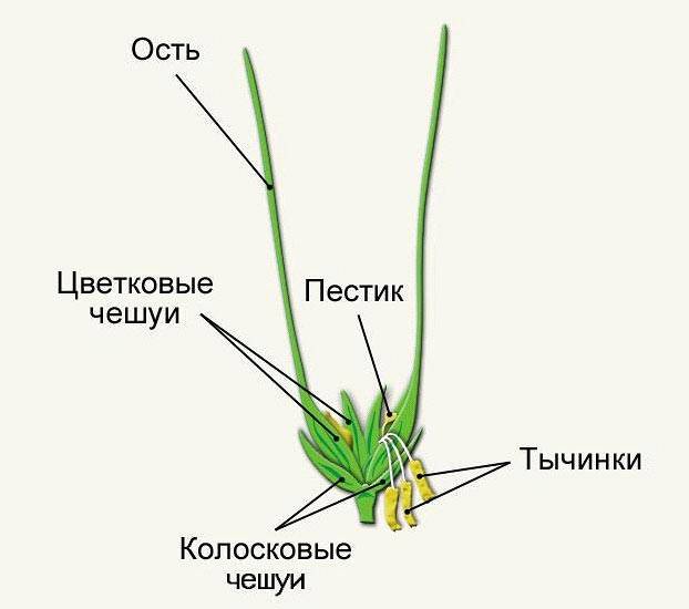 будова пшениці