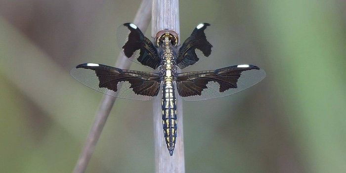 Красива бабка Palpopleura Portia