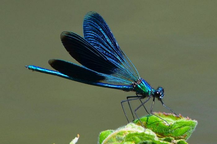 Синя бабка Блискуча красуня Calopteryx splendens