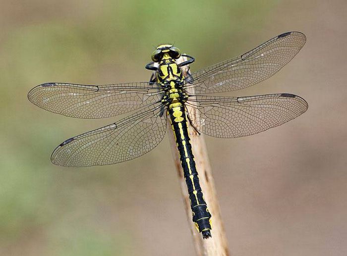 Бабка дід звичайний (лат. Gomphus vulgatissimus)