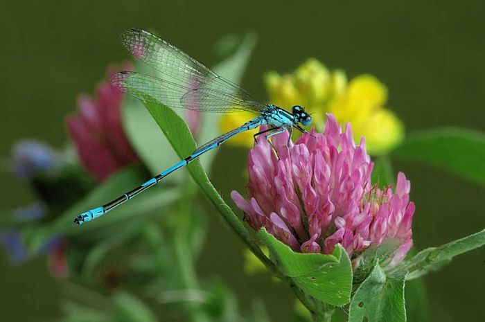 Бабка Стрілка південна (лат. Coenagrion mercuriale)