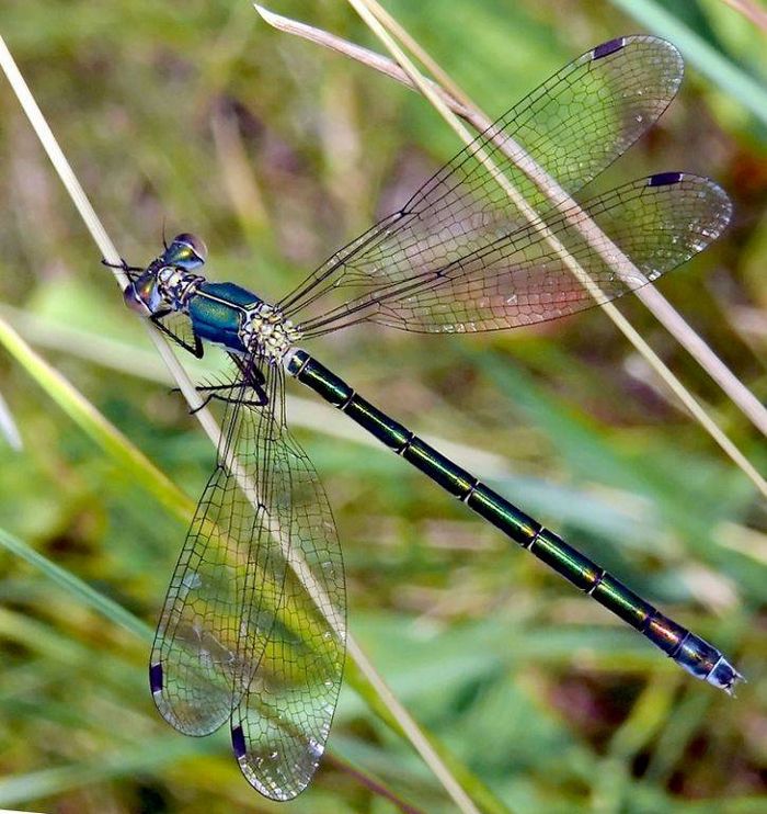 Бабка Лютке-дріада (лат. Lestes dryas)