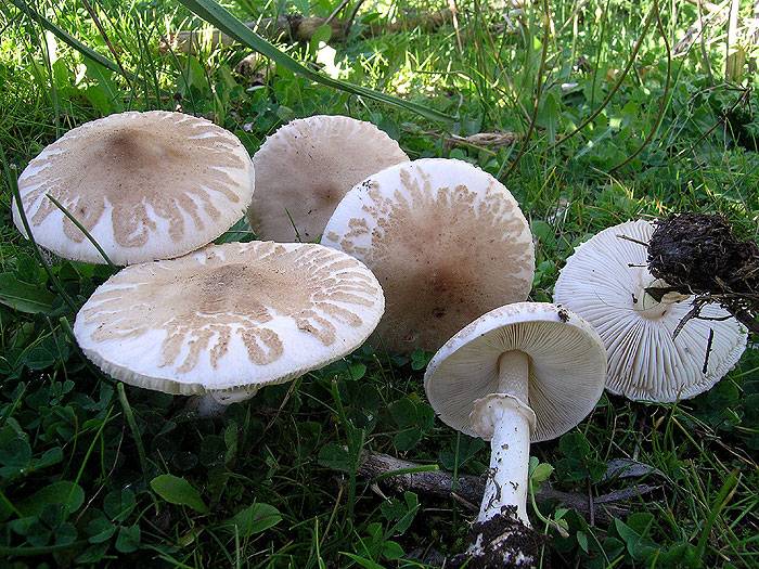 Гриб парасолька білий (польовий) фото (лат. Macrolepiota excoriata)