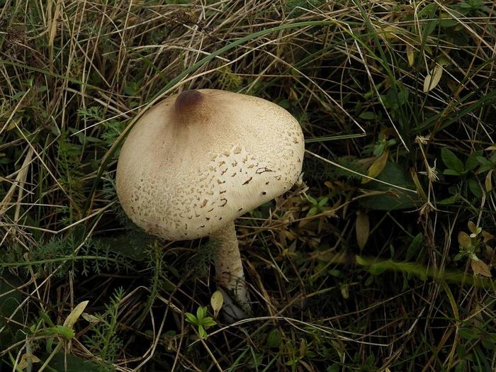 Гриб-парасолька витончений (тонкий) (лат. Macrolepiota gracilenta)