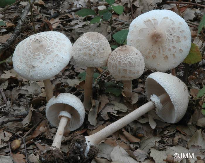 Гриб-парасолька Конрада (лат. Macrolepiota konradii)