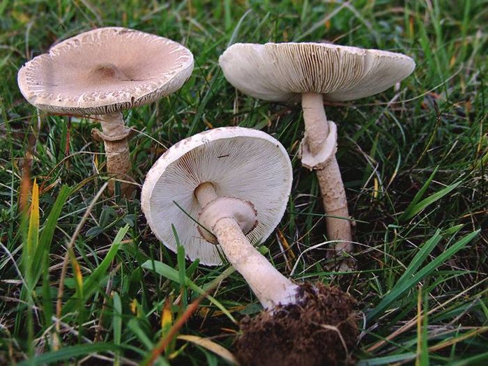 Гриб-парасолька соскоподібного (лат. Macrolepiota mastoidea)