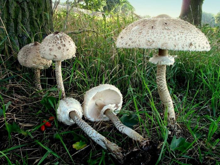 Гриб-парасолька строкатий (гриб-парасолька великий, високий) (лат. Macrolepiota procera)