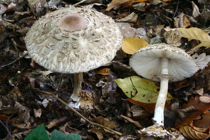 Гриб-парасолька червоніє (кошлатий) (лат. Chlorophyllum rhacodes)