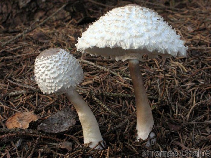 Гриб-парасолька дівочий (лат. Leucoagaricus nympharum, Leucoagaricus puellaris)