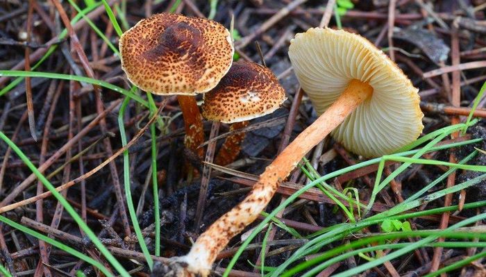 Лепіота каштанова (парасольку каштановий) (лат. Lepiota castanea)