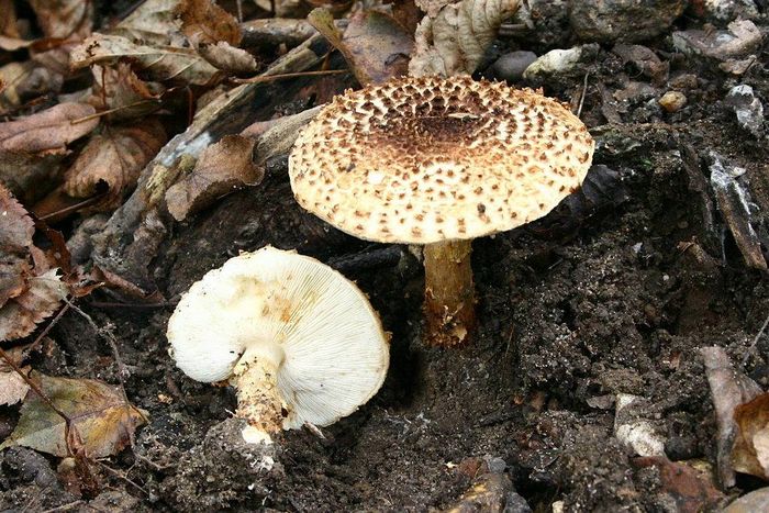 Лепіота шорстка (парасольку острочешуйчатий) (лат. Lepiota aspera, Agaricus asper, Lepiota acutesquamosa)