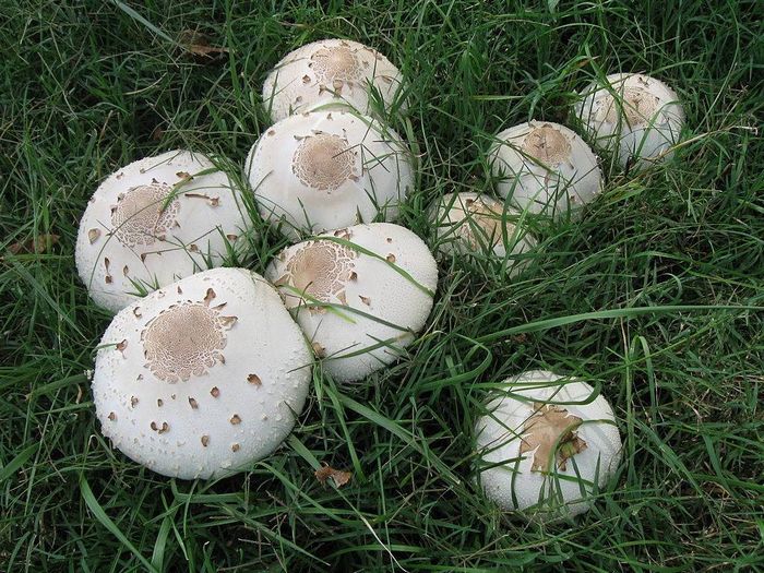 Хлорофіллум свінцовошлаковий (лат. Chlorophyllum molybdites)