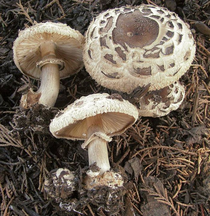 Хлорофіллум темно-бурий (лат. Chlorophyllum brunneum)