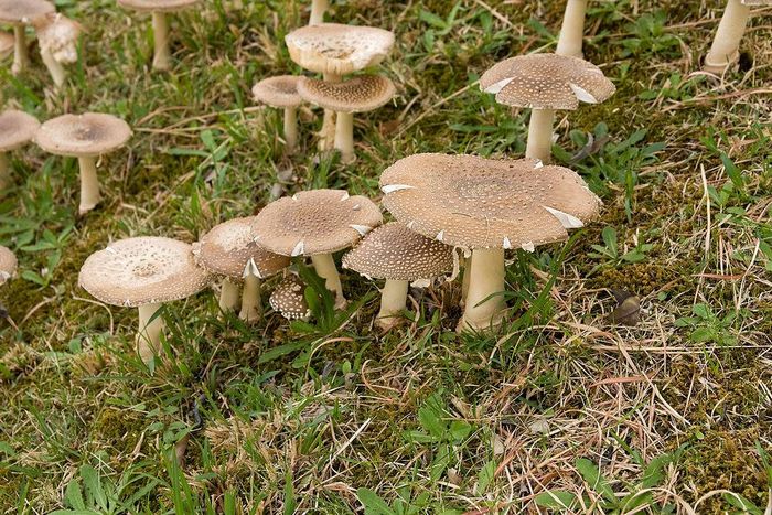 Мухомор пантерний (сірий) фото (лат. Amanita pantherina)