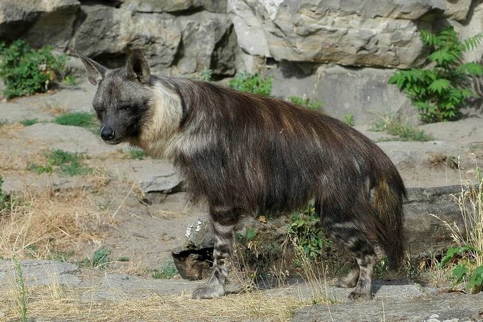 Бура гієна фото (лат. Hyaena brunnea)