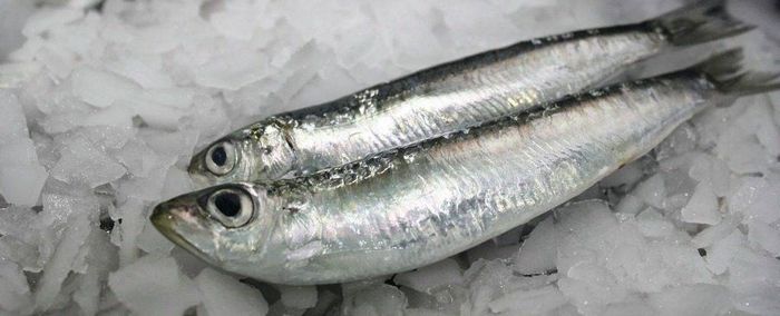 Європейська сардина Sardina pilchardus