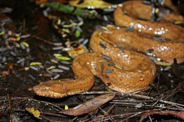 Кубинський земляний удав фото (лат. Tropidophis melanurus)