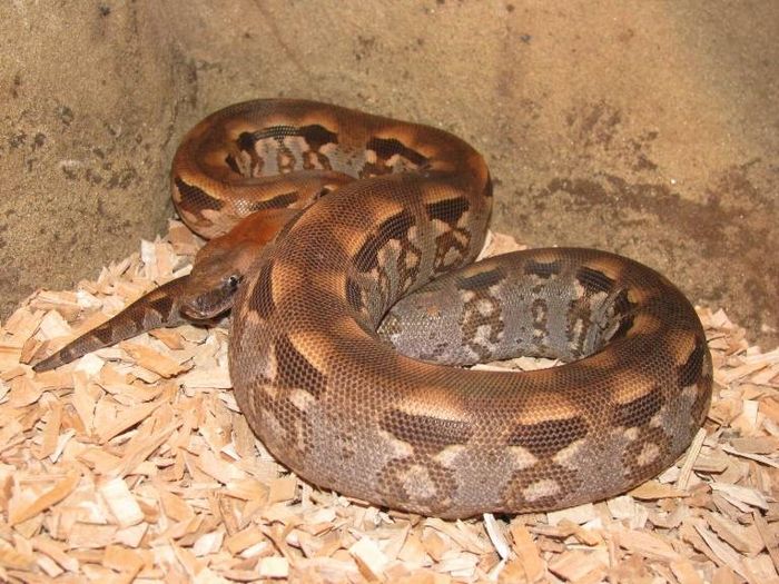 Мадагаскарський удав фото (лат. Acrantophis madagascariensis)