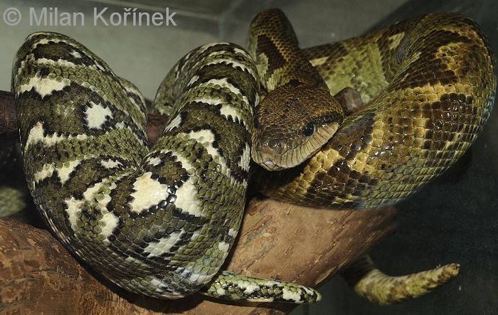 Деревне мадагаскарський удав фото (лат. Sanzinia madagascariensis)