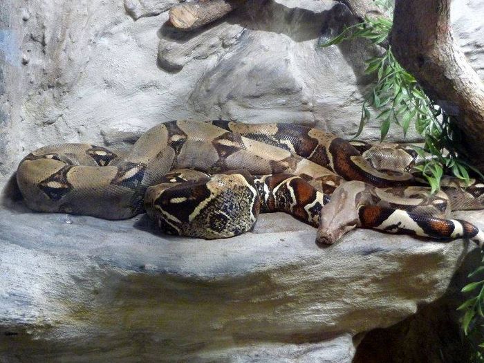 Звичайний удав фото (лат. Boa constrictor)