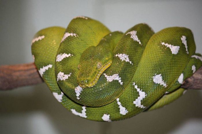 Собакоголовий удав (зелений деревний удав) фото (лат. Corallus caninus)