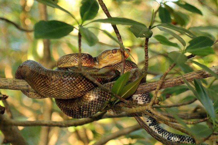 Садовий удав (узкобрюхій удав) фото (лат. Corallus hortulanus)