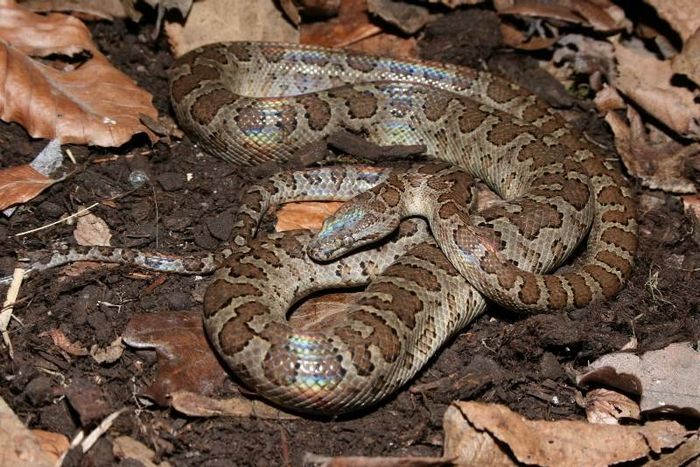 Домініканський гладкогубий удав фото (лат. Chilabothrus fordii)