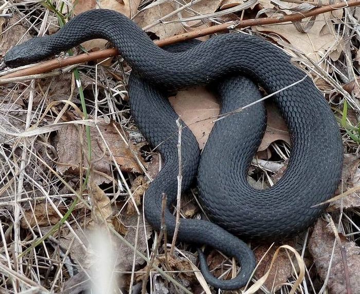 Чорна гадюка звичайна фото (лат. Vipera berus)