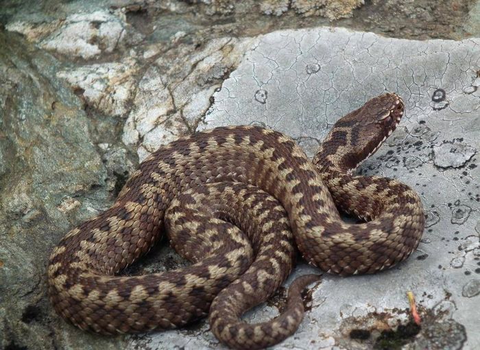 Гадюка звичайна фото (лат. Vipera berus)