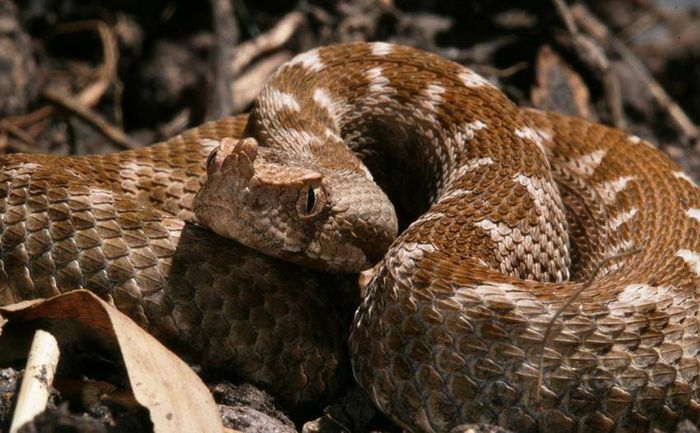 Носата гадюка фото (лат. Vipera ammodytes)