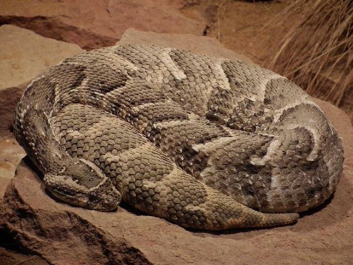 Гадюка Шумлива фото (лат. Bitis arietans)