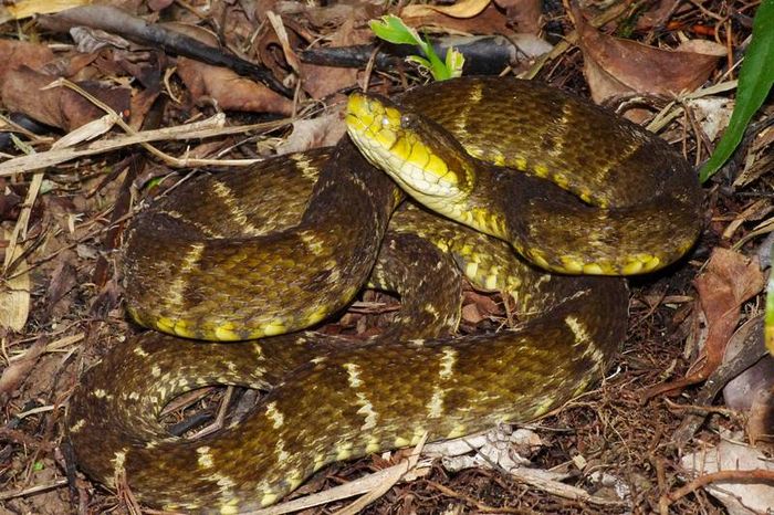 Кайсака (лабарами) (лат. Bothrops atrox)