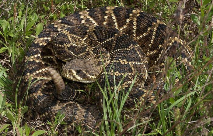 Ромбічний гремучник (лат. Crotalus adamanteus)