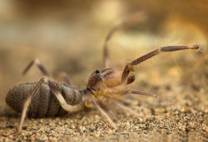 Сольпуга звичайна Galeodes araneoides фото