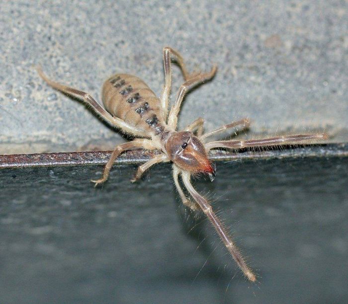 Сольпуга Закаспійському Galeodes caspius фото