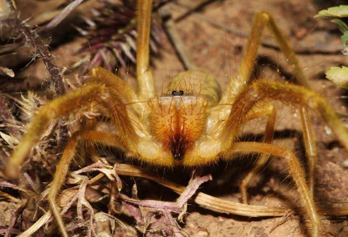 Сольпуга димчата Galeodes fumigatus фото