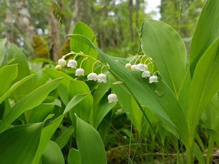 Конвалія травнева фото (лат. Convallaria majalis)