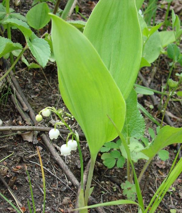 Конвалія Кейзке фото (лат. Convallaria keiskei)