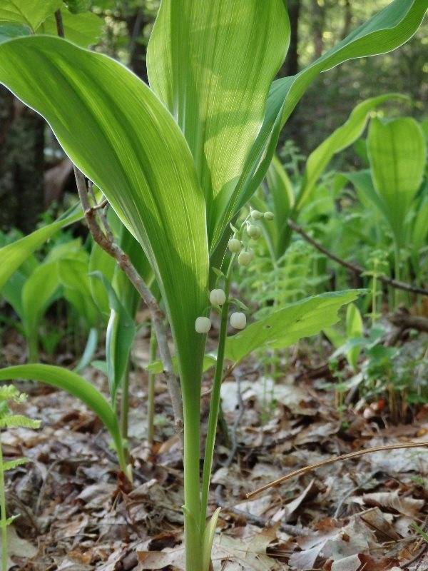 Конвалія гірський фото (лат. Convallaria montana)