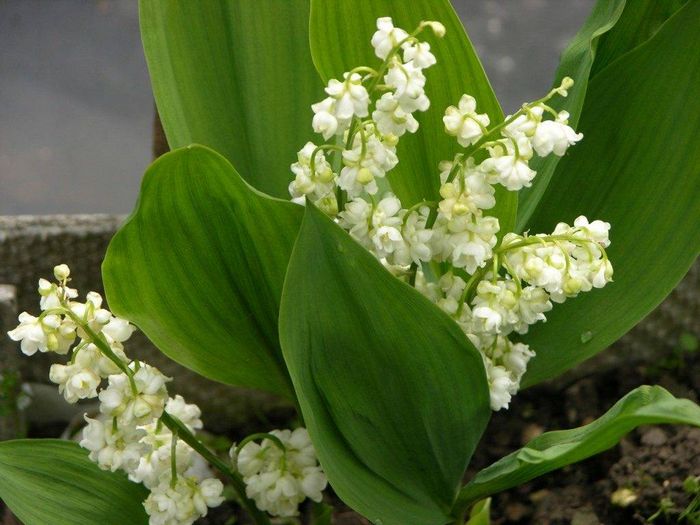 Сорт конвалії Flore Plena фото