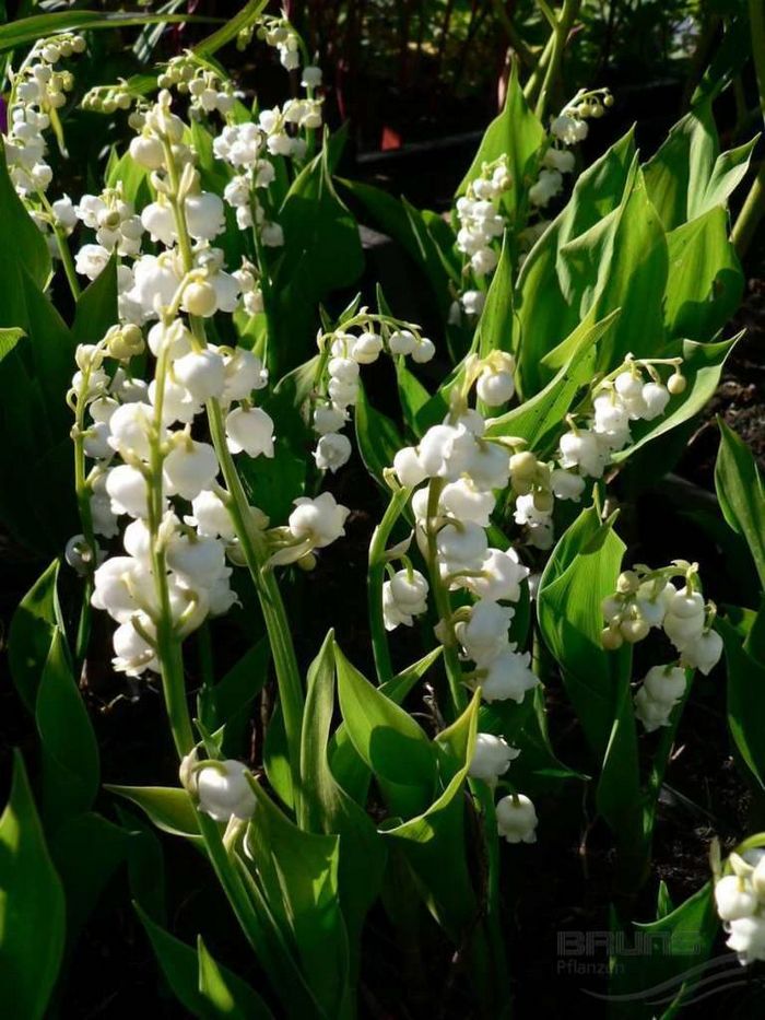 Сорт конвалії Grandiflora фото